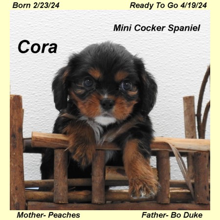 puppy, for, sale, Cock-A-Liers, Joe & Cherri  Overlease, dog, breeder, Miller, MO, dog-breeder, puppy-for-sale, forsale, nearby, find, puppyfind, locator, puppylocator, aca